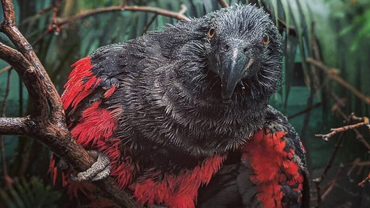 Dracula Parrot