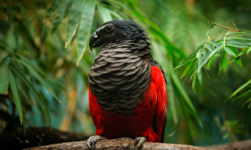 Dracula Parrot in Nature