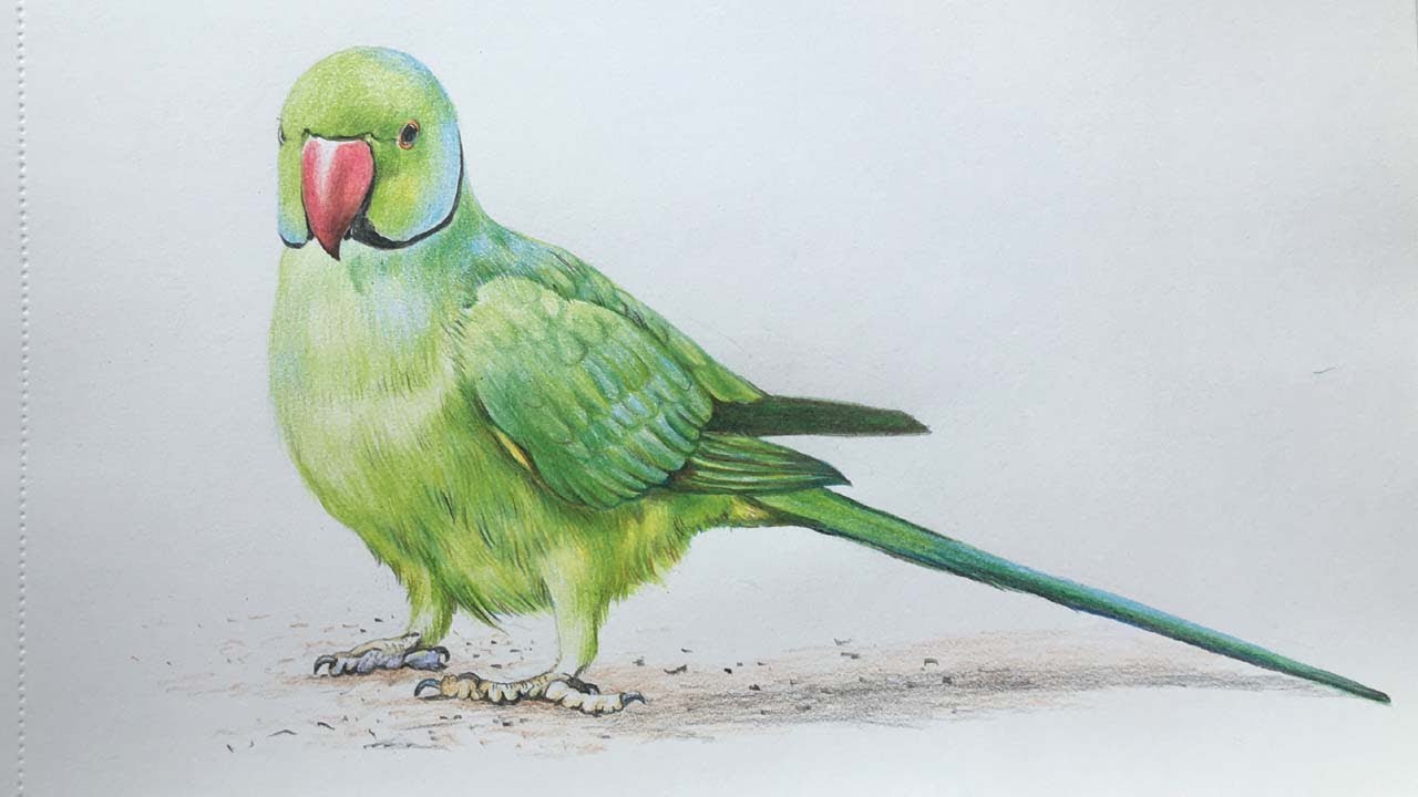 Parrot Drawing