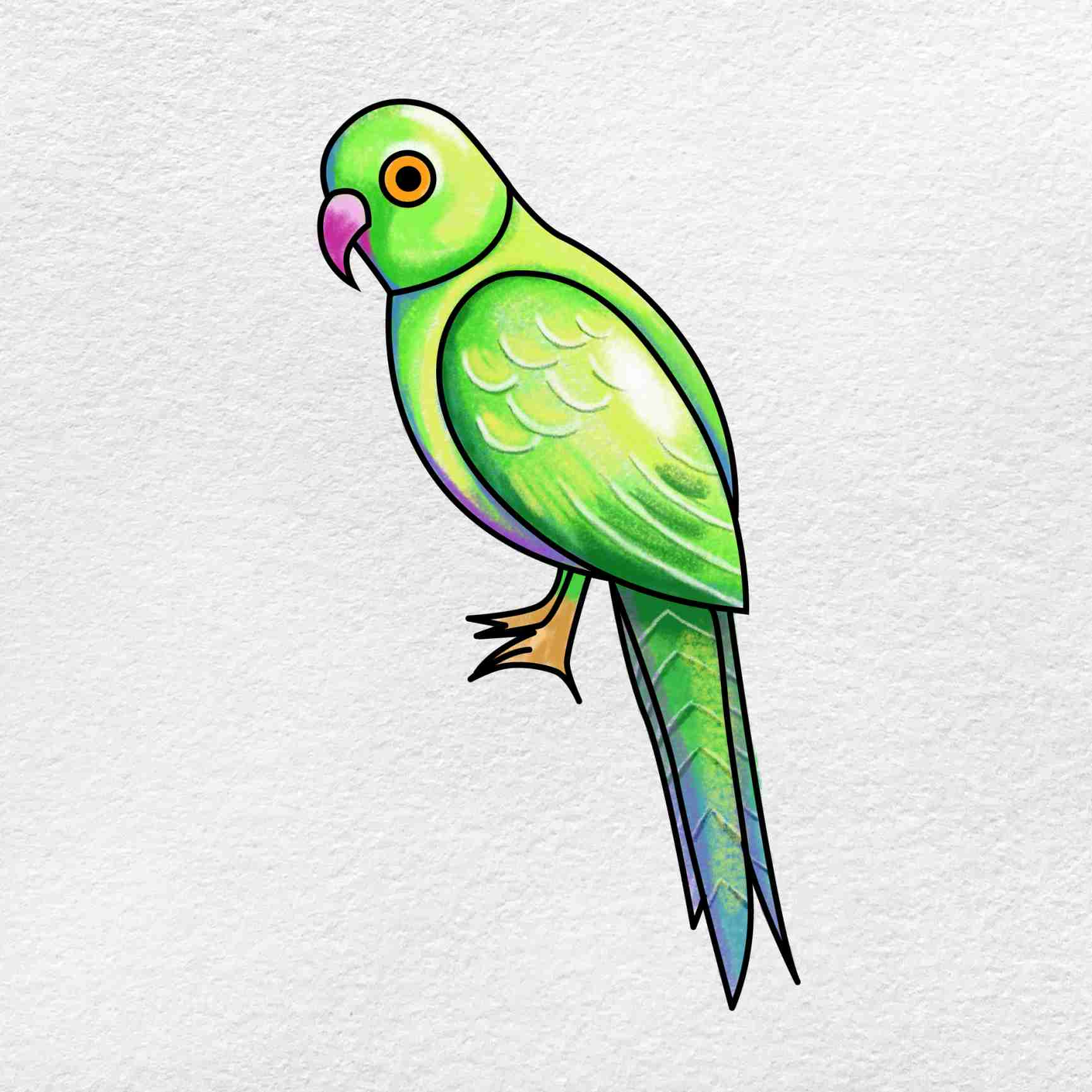 Colorful Parrot Illustrations