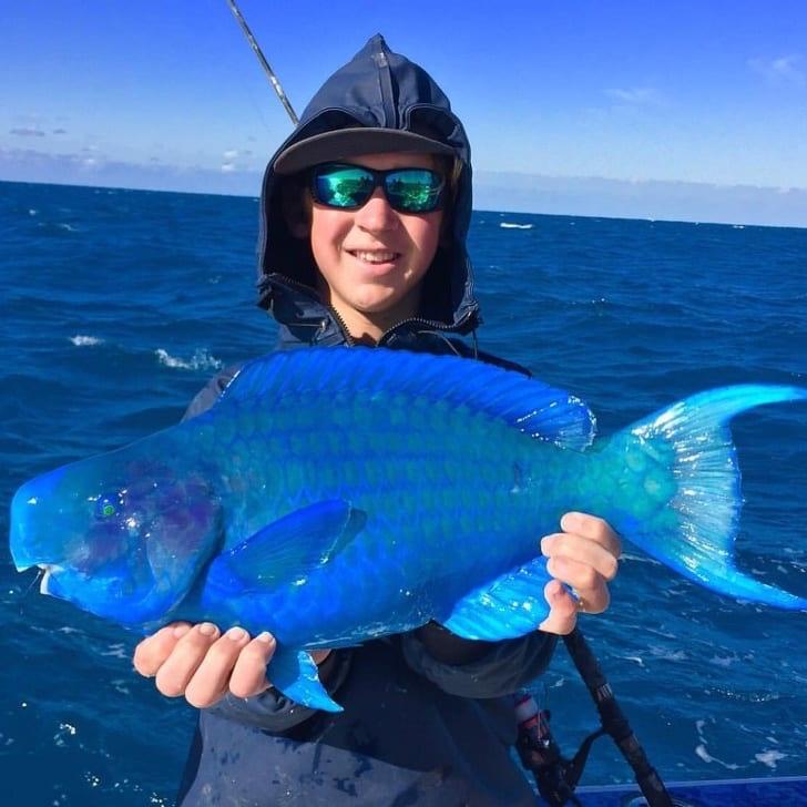 Blue Parrot Fish