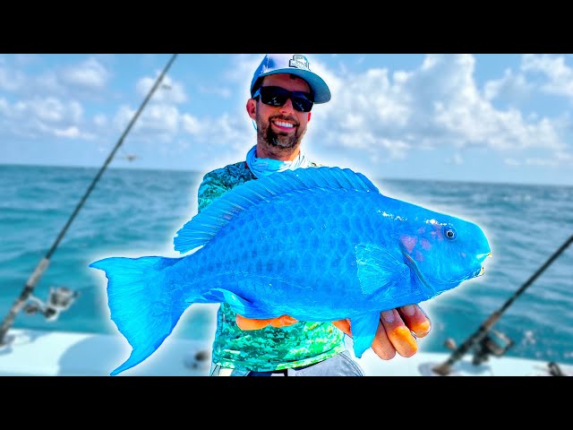 Blue Parrot Fish Swimming