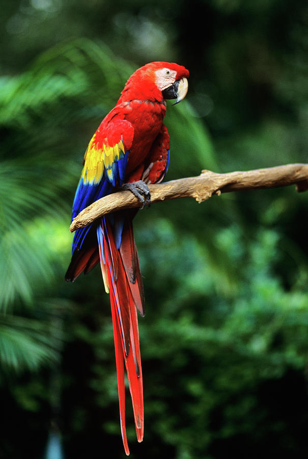 Parrot in Jungle