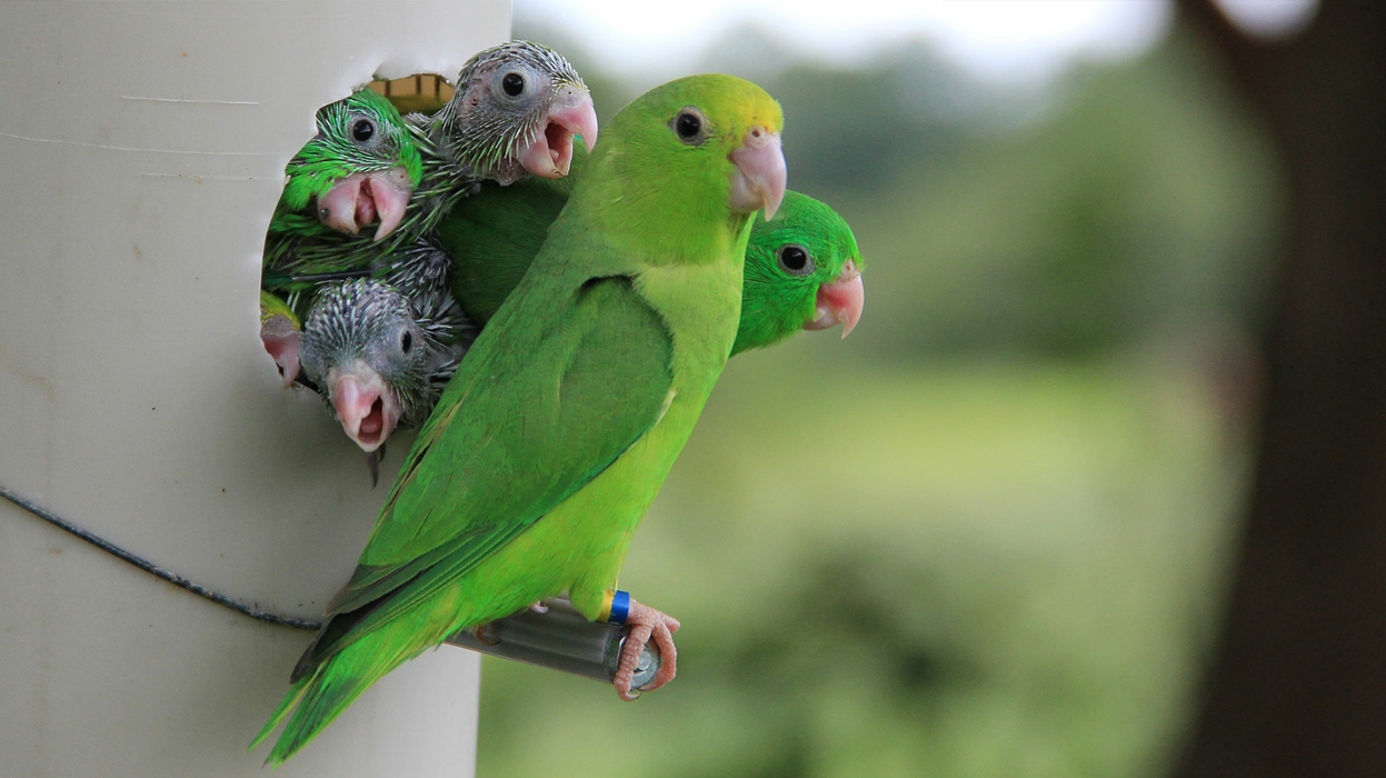 Baby Parrot