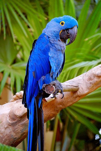 Blue Parrot SGI 1