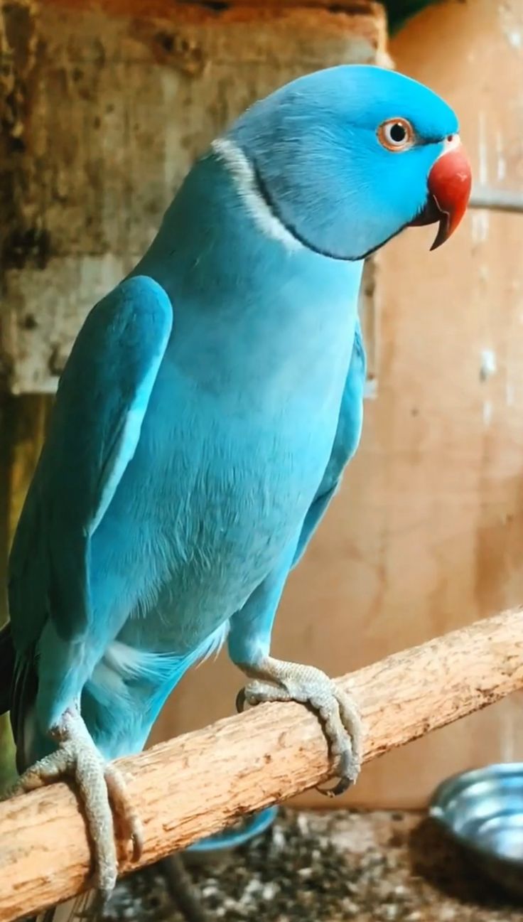 Blue Parrot SGI 2