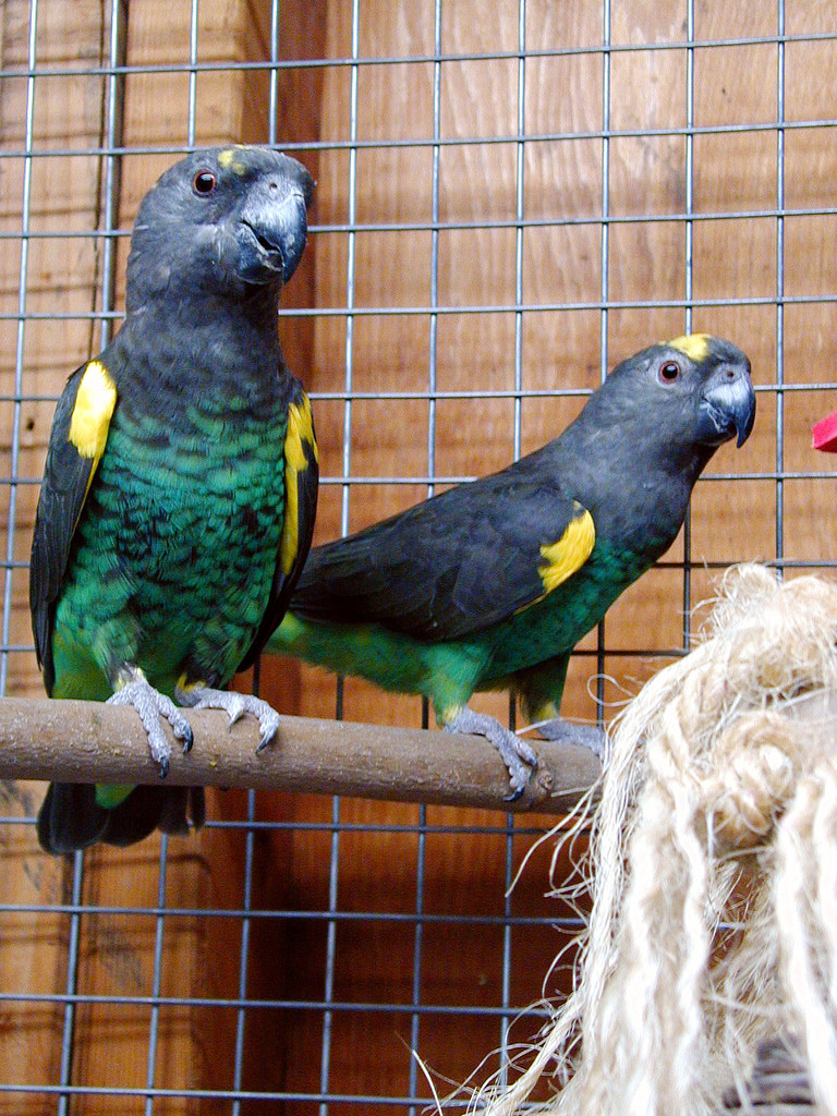 Meyers Parrot in Environment