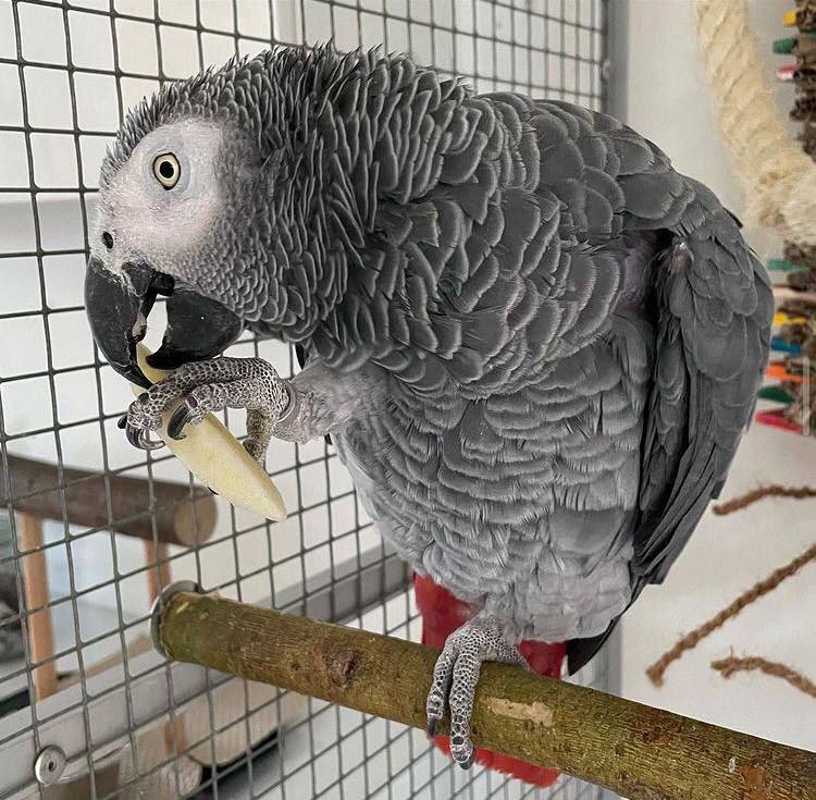 African Gray Parrot for Sale