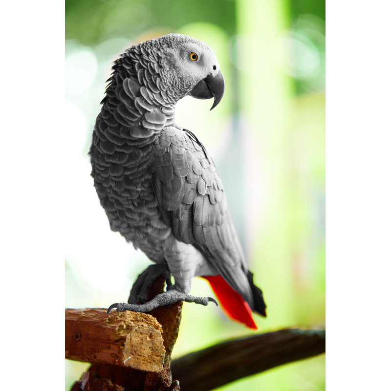 African Gray Parrot Options Available