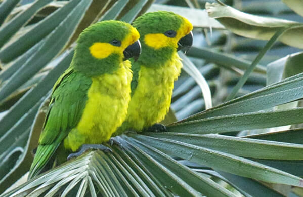 Yellow Parrot Training