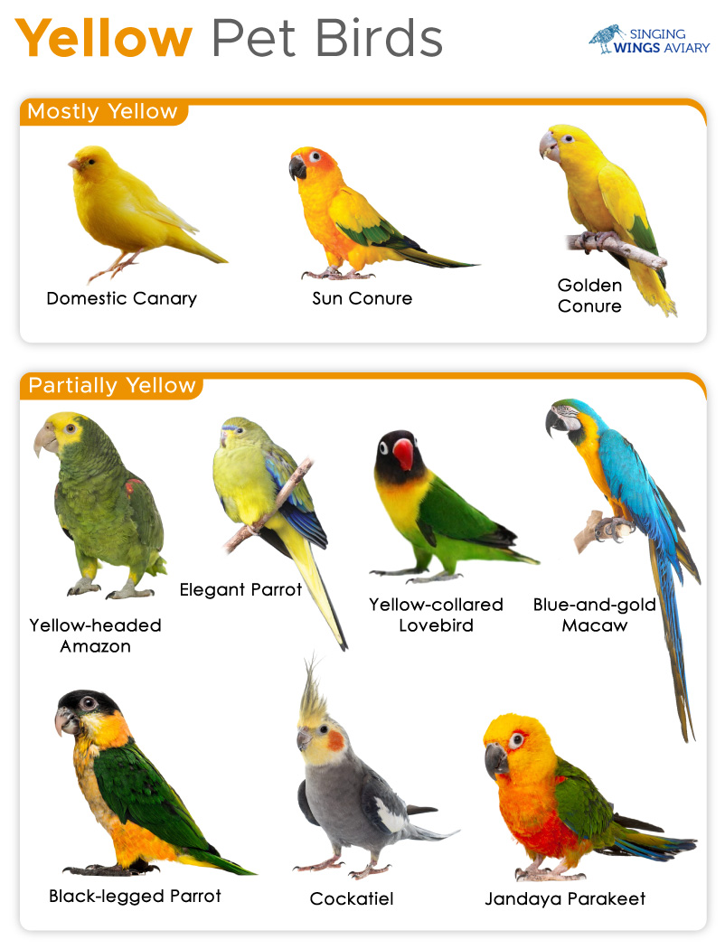 Yellow Parrot Communication