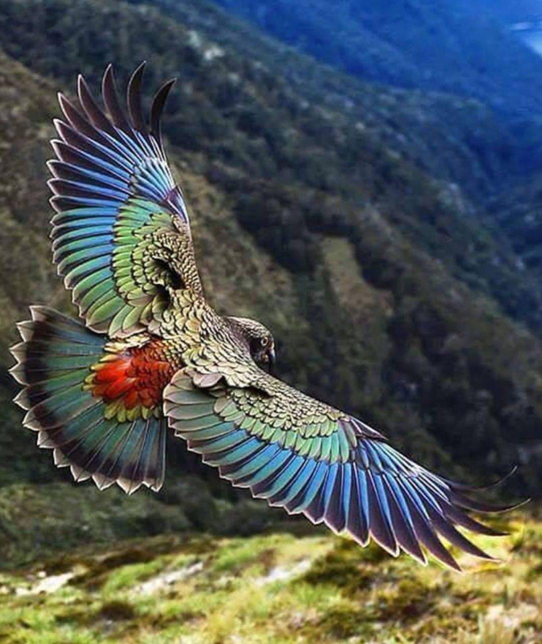 New Zealand Parrot