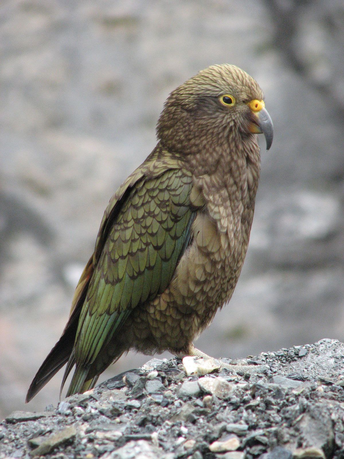 Kakapo