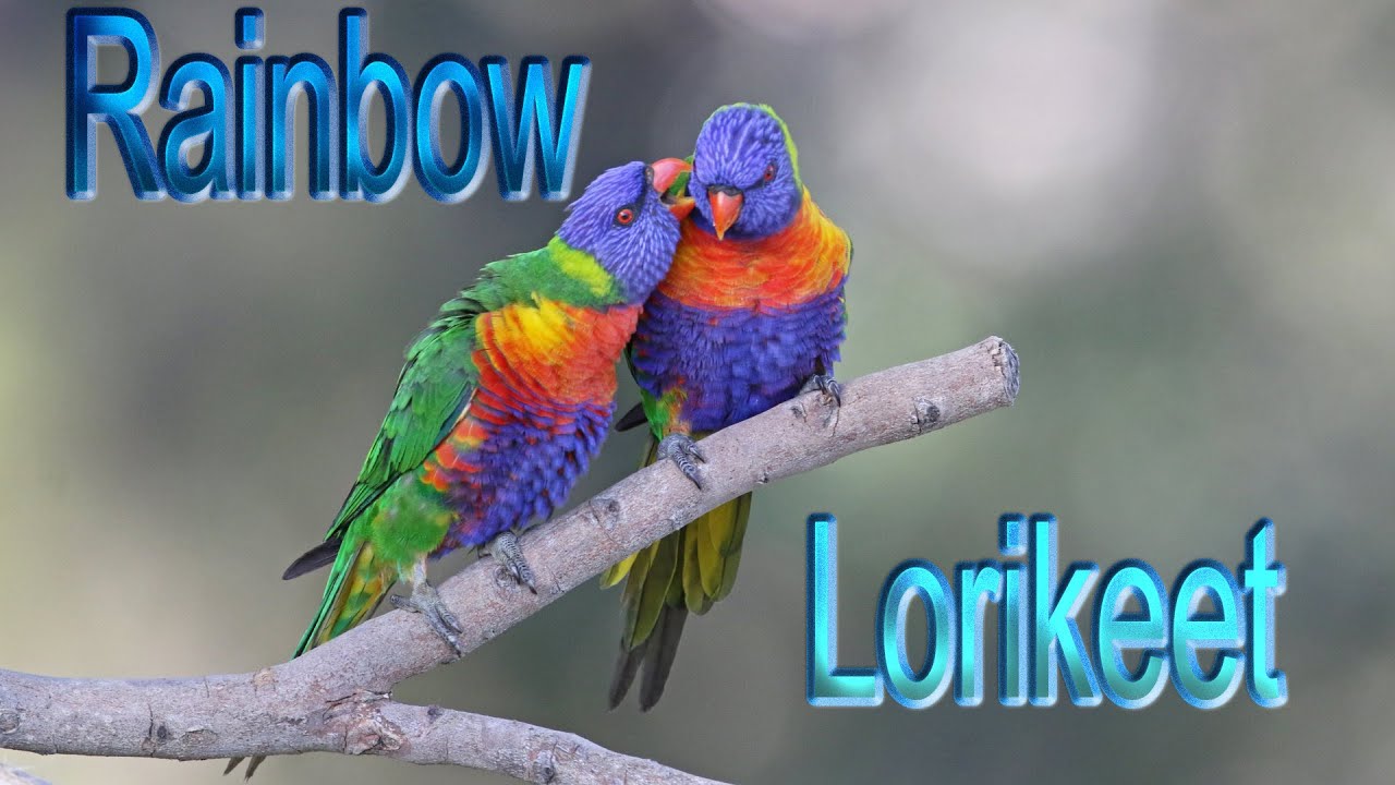 Rainbow Parrot