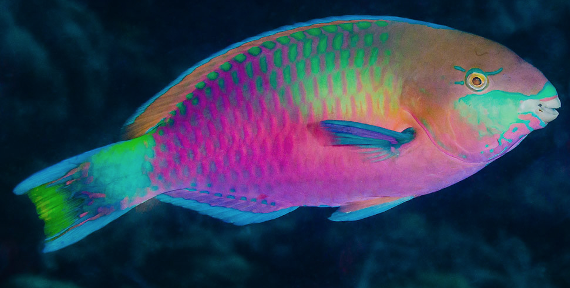 Colorful Rainbow Parrot Fish