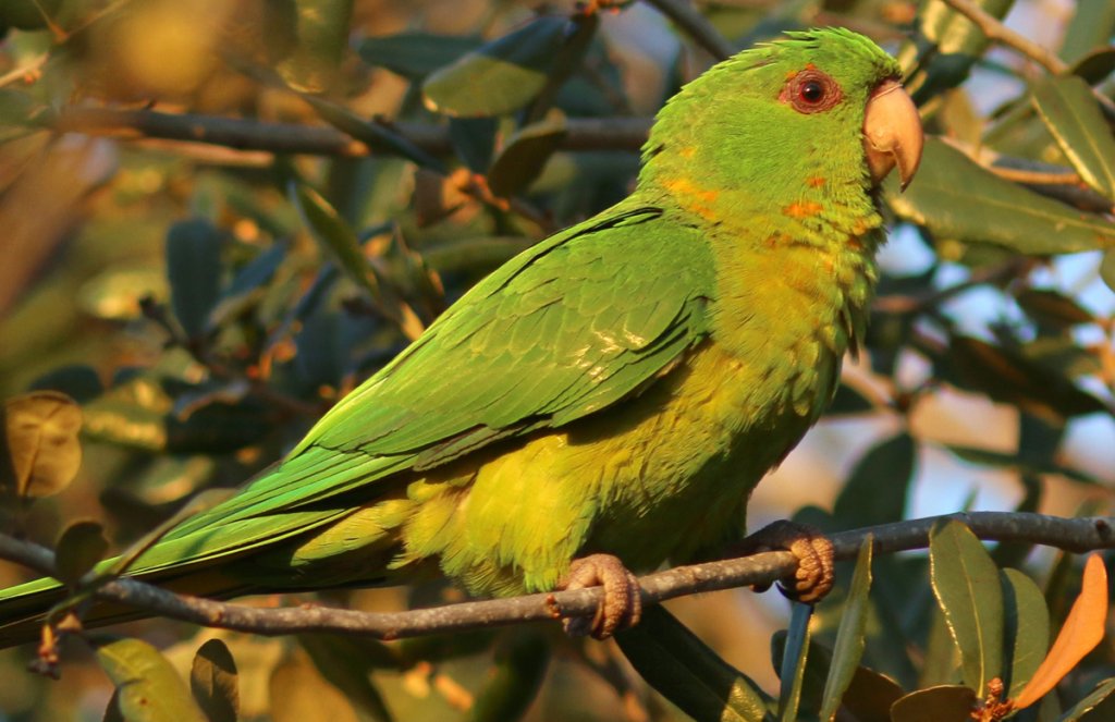 Kakariki Parrot