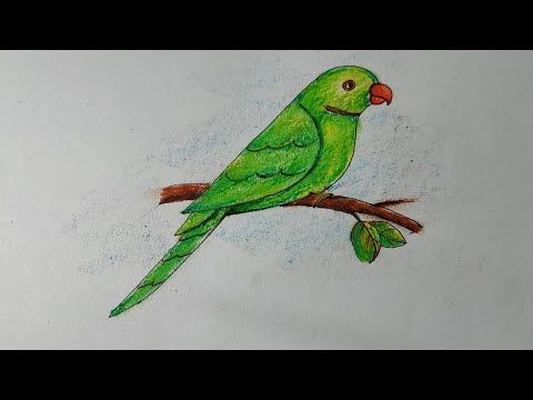 Easy Parrot Drawing