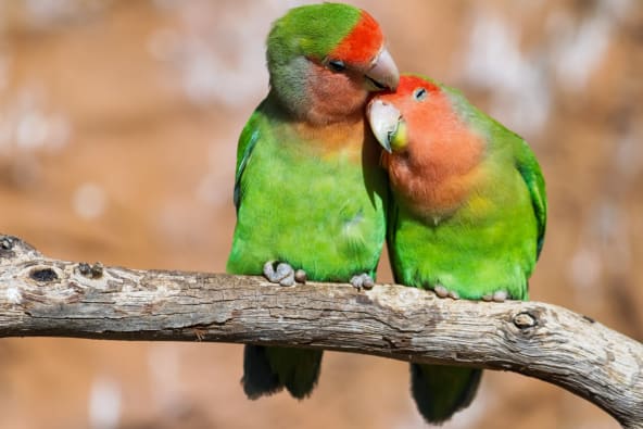 Colorful Macaw and Parrots