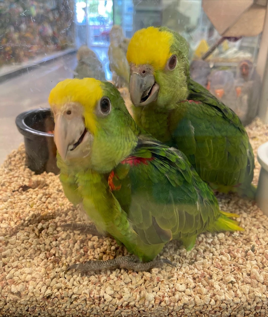 Parrot Ownership Financial Aspects