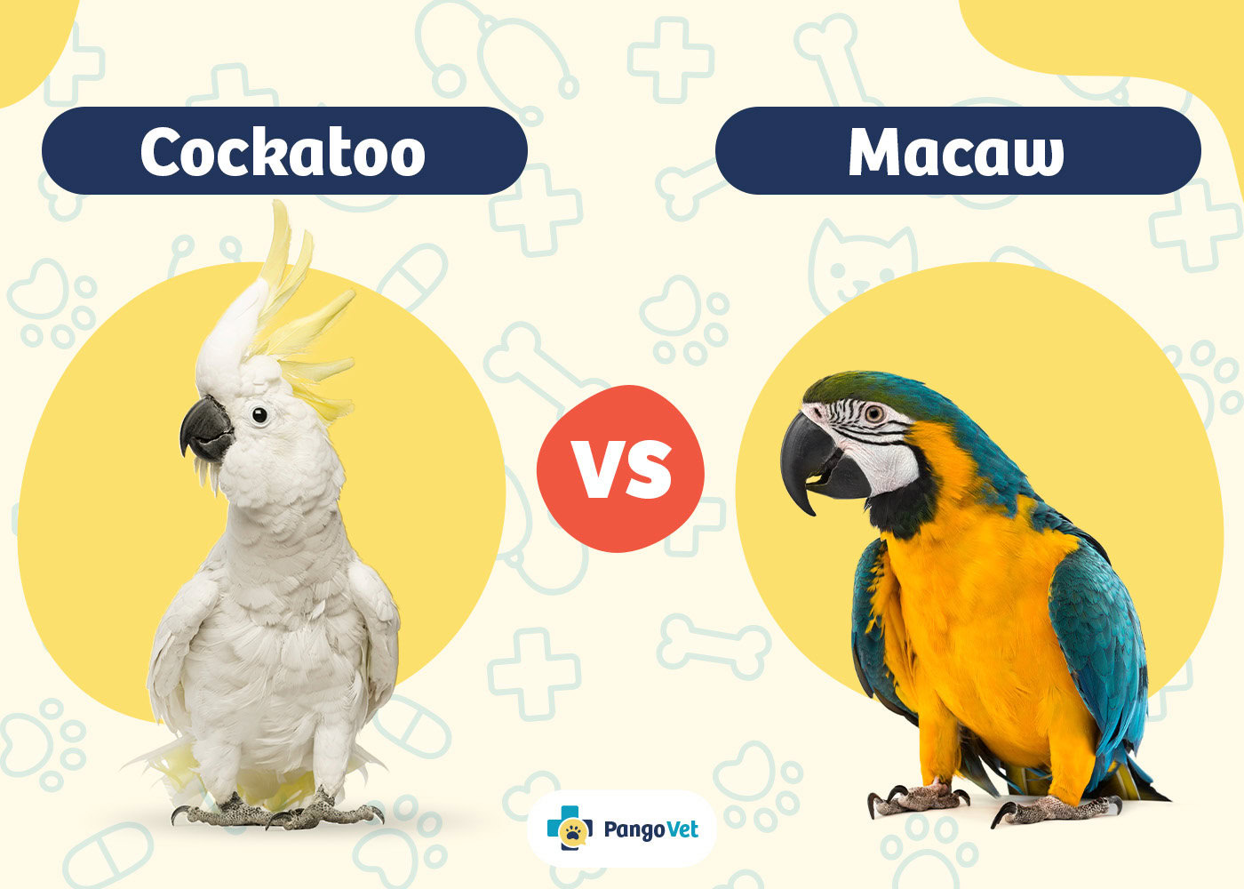 Parrots vs Macaws