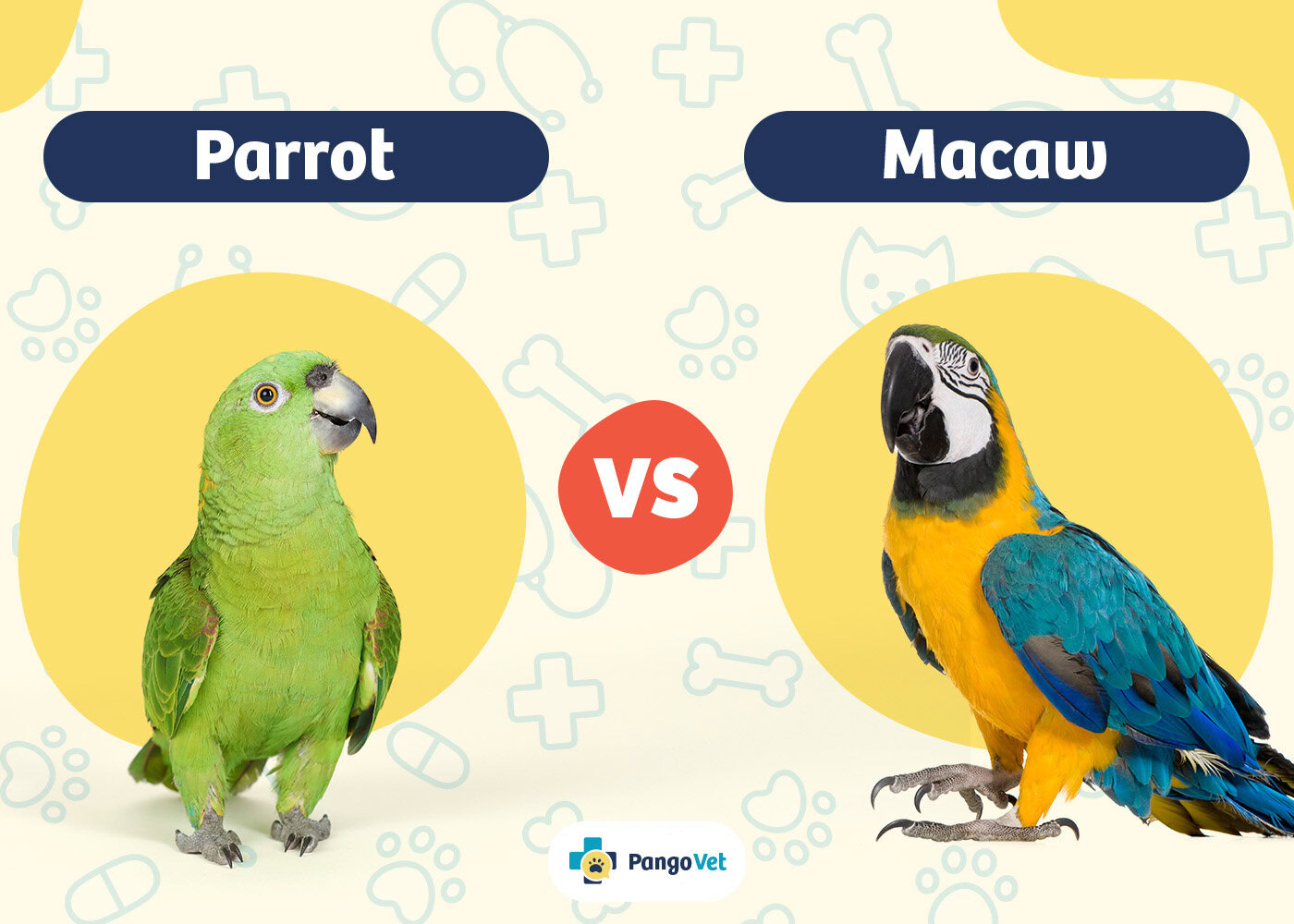 Differences between Parrots and Macaws