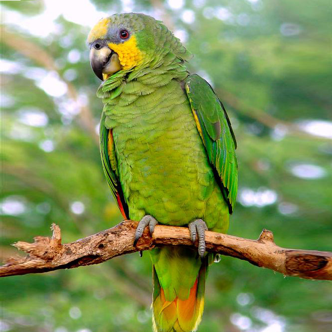 Amazon Parrot Lifespan