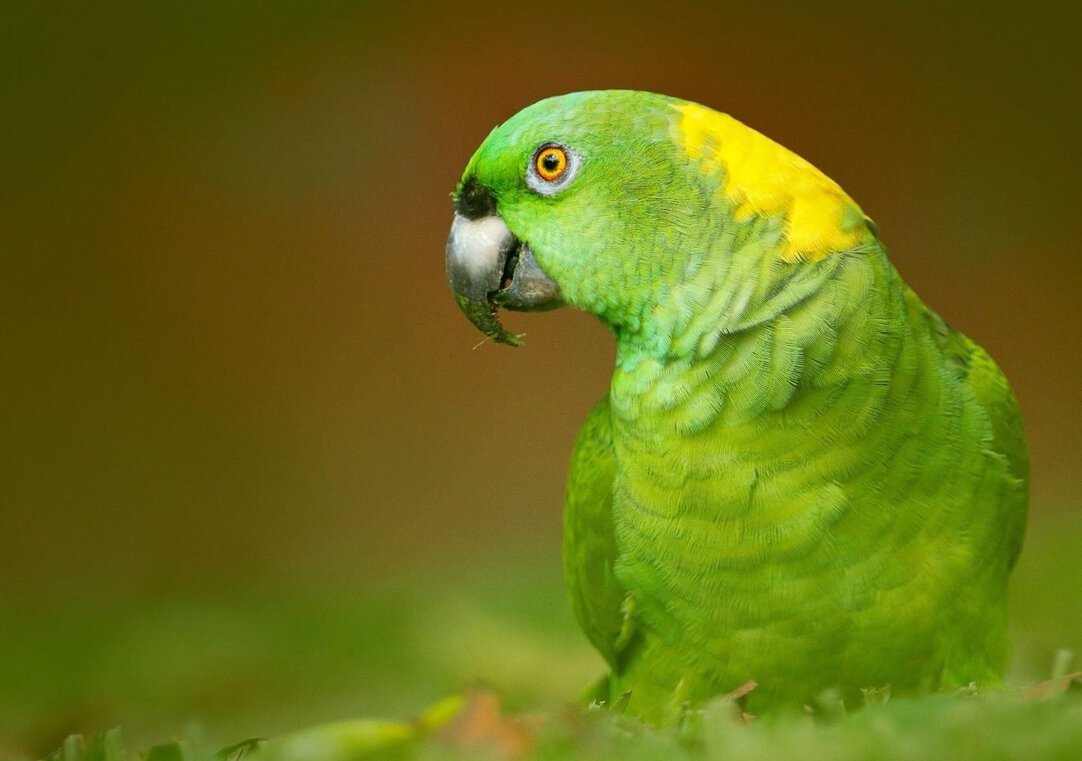 Caring for Amazon Parrots