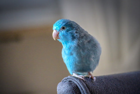 Small Parrot