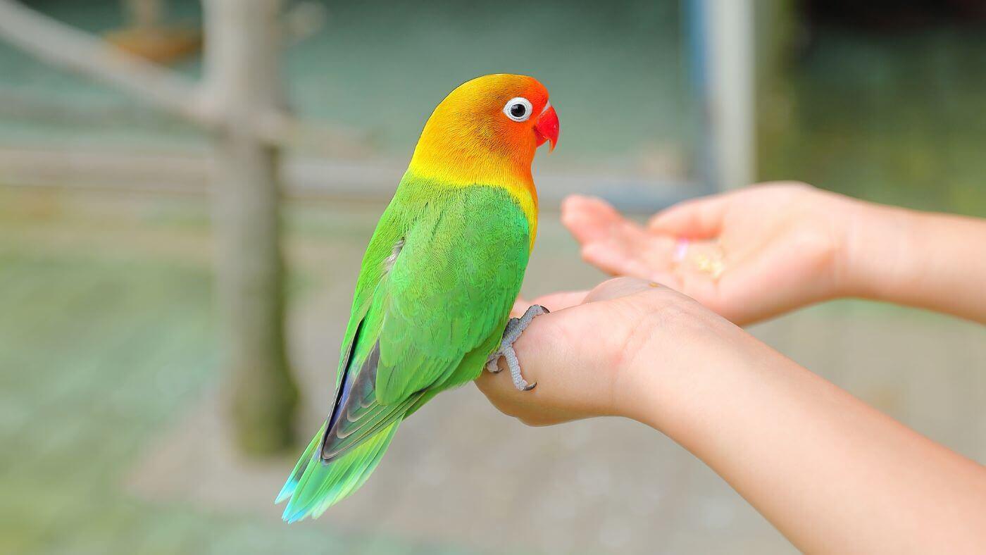 Colorful Small Parrot