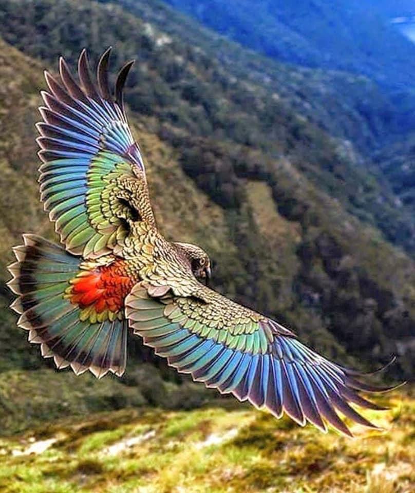 Alpine Parrot 1