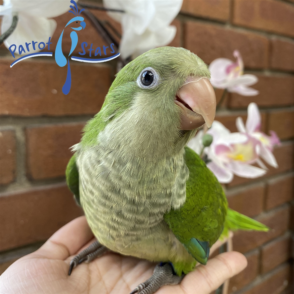 Quaker Parrot for Sale