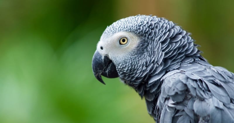 Cost of owning an African Grey Parrot