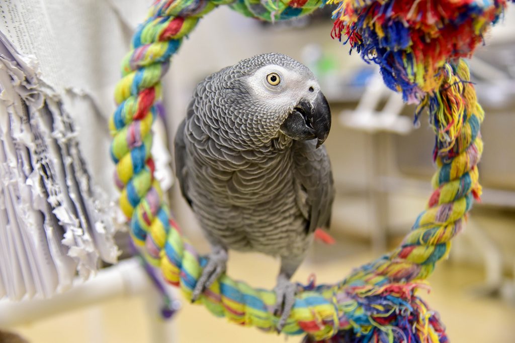 African Grey Parrot pricing comparison