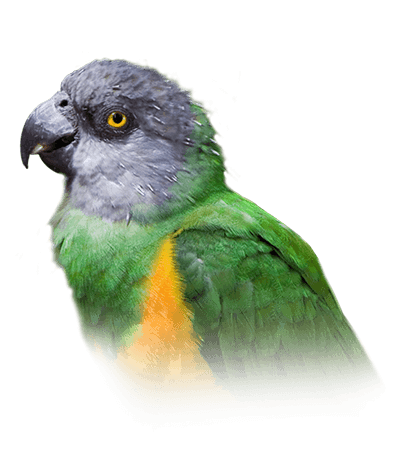 Senegal Parrot Lifespan Infographic