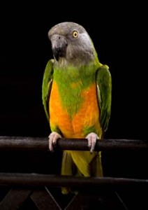 Senegal Parrot Care Guide