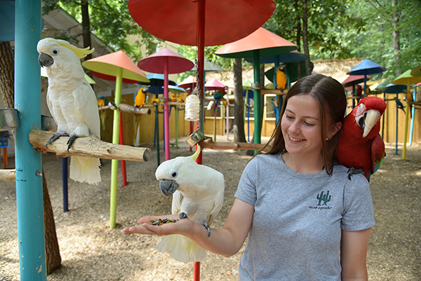 Parrots at Parrot Mountain