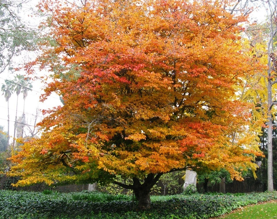 Parrotia Persica