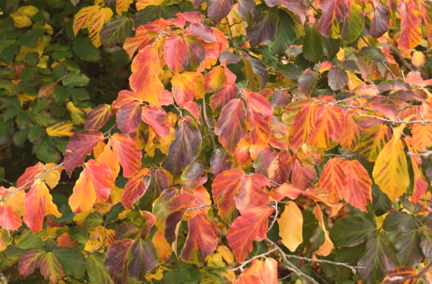 Flowering Tree - Persian Parrotia