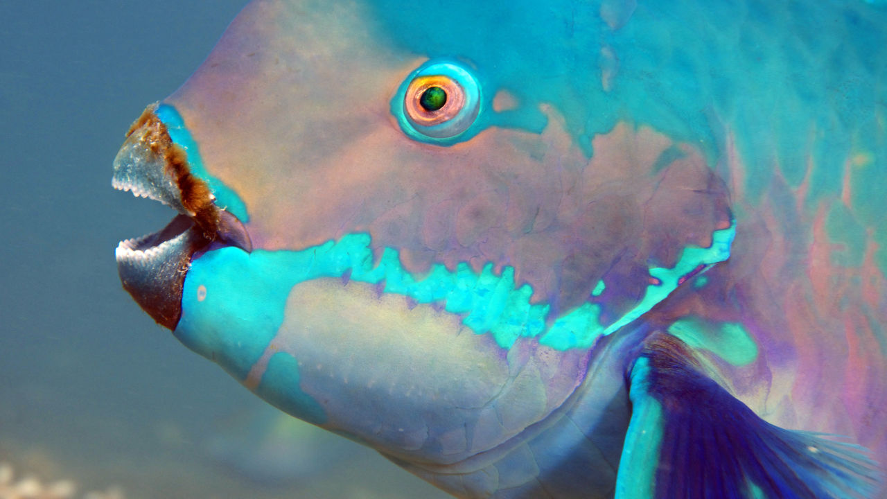 Parrot Fish Image 1