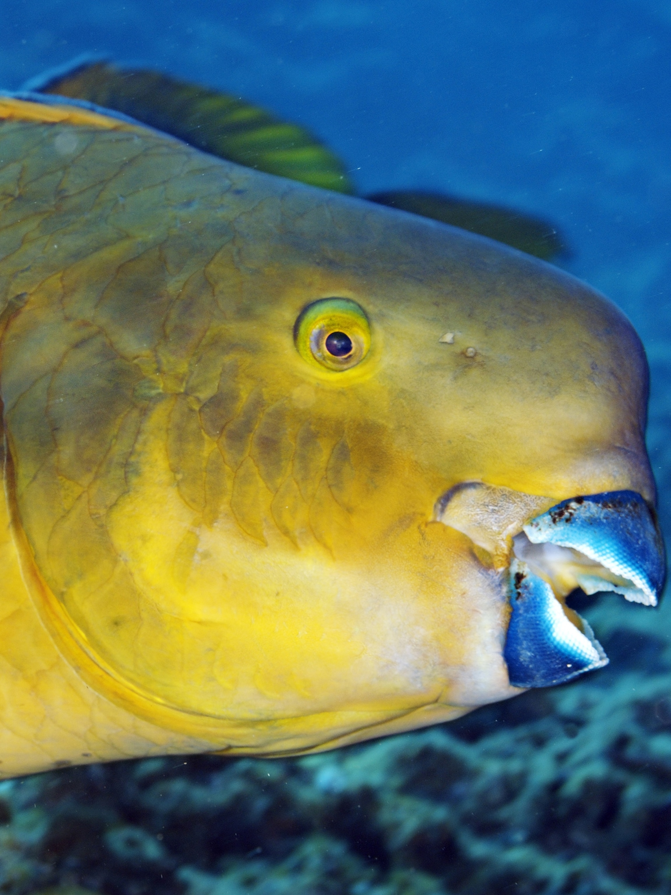 Parrot Fish Image 2