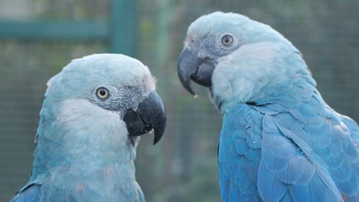 Blue parrot talking