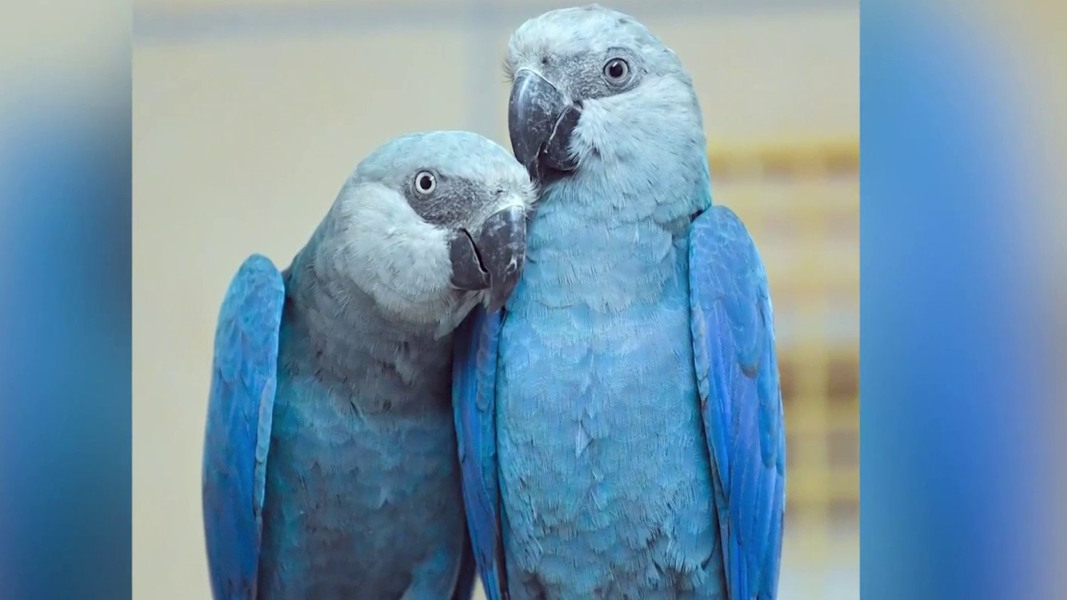 Blue parrot communication