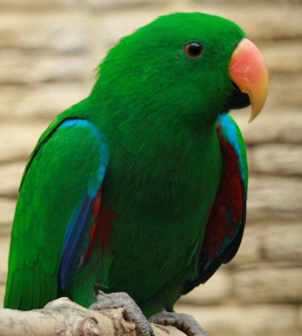 Beautiful Eclectus Parrot