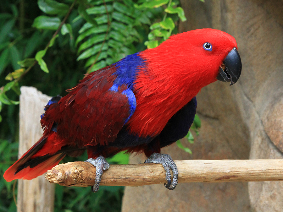 Eclectus Parrot in Nature