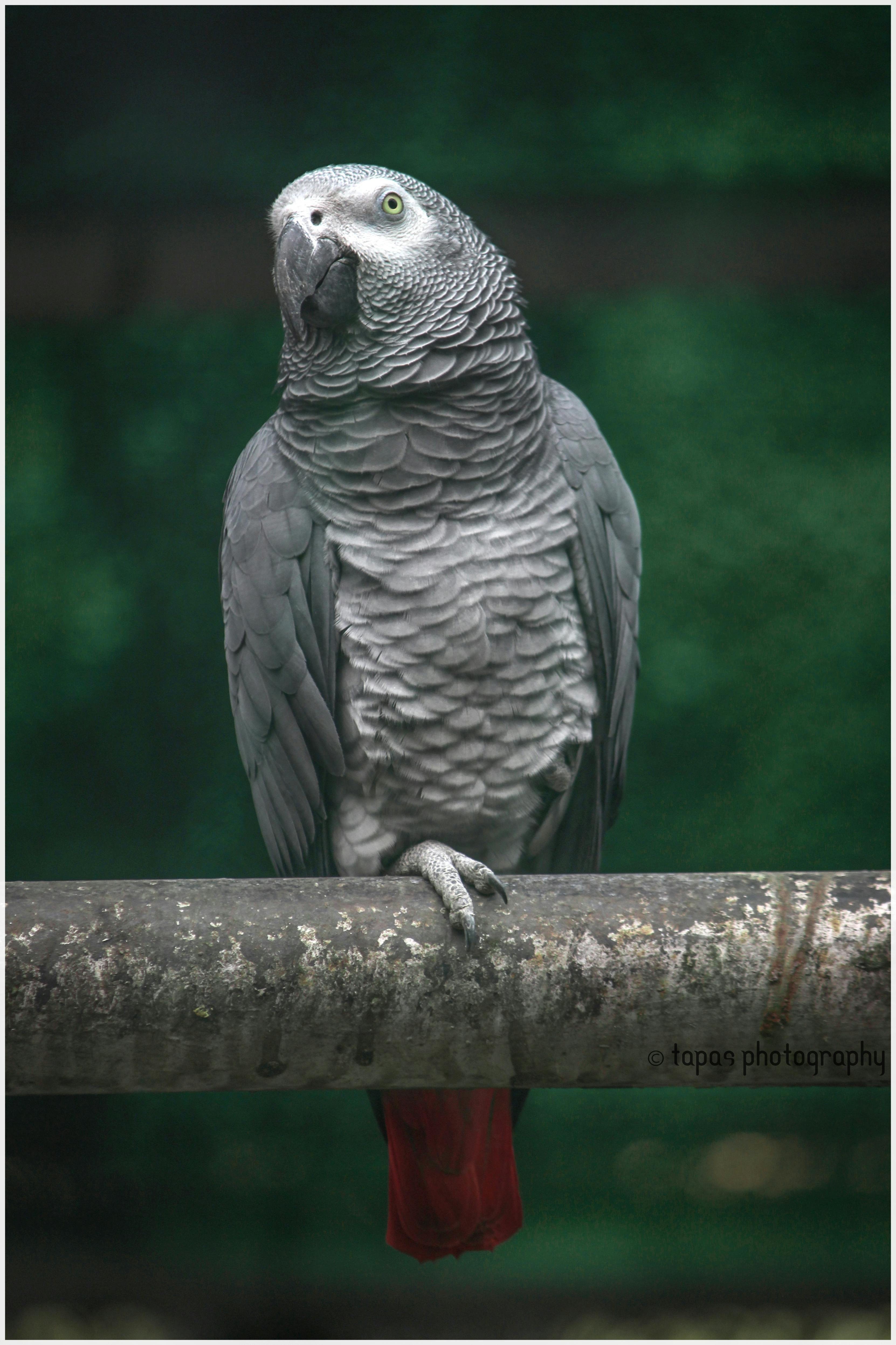 African Grey Parrot for Sale