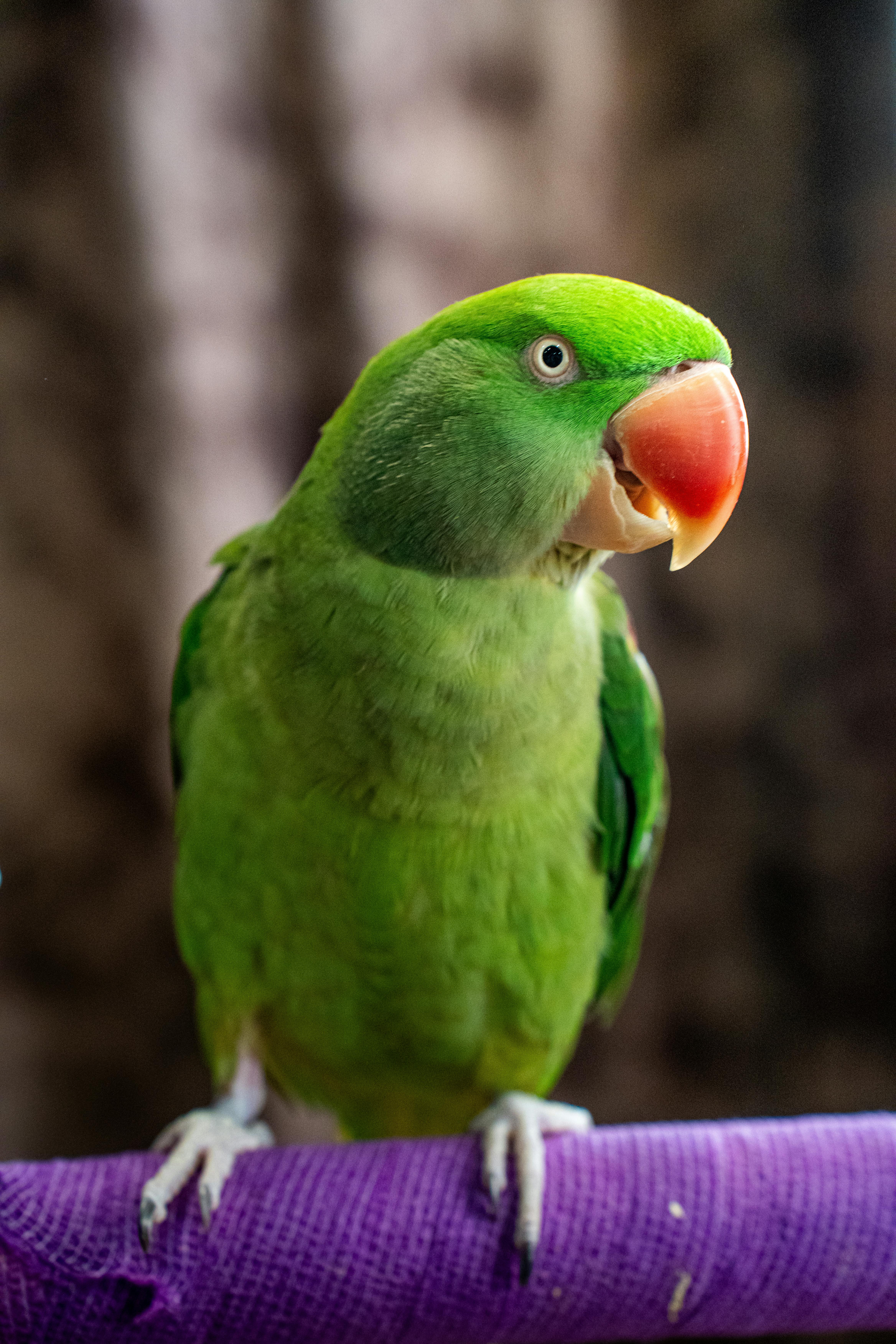 Indian Ringneck Parrot