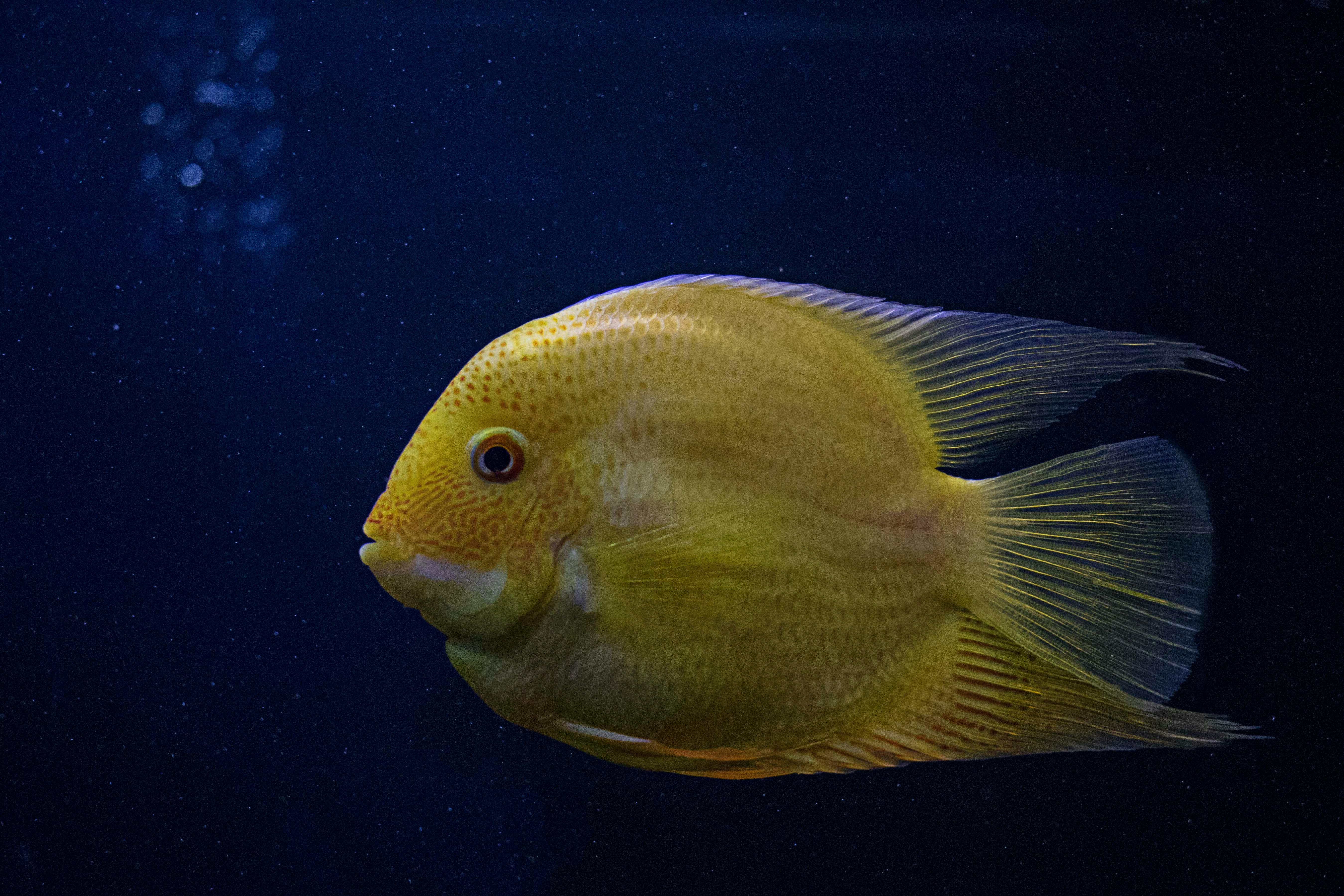 Blood Parrot Cichlid