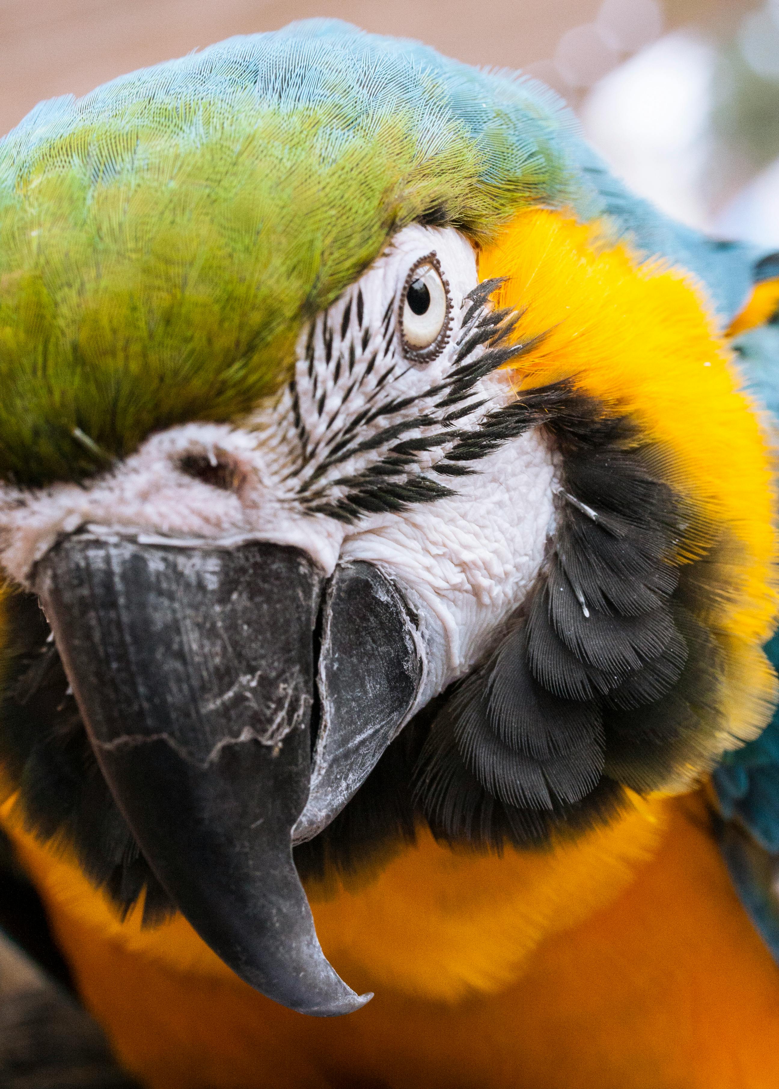 Kea Parrot Close Up