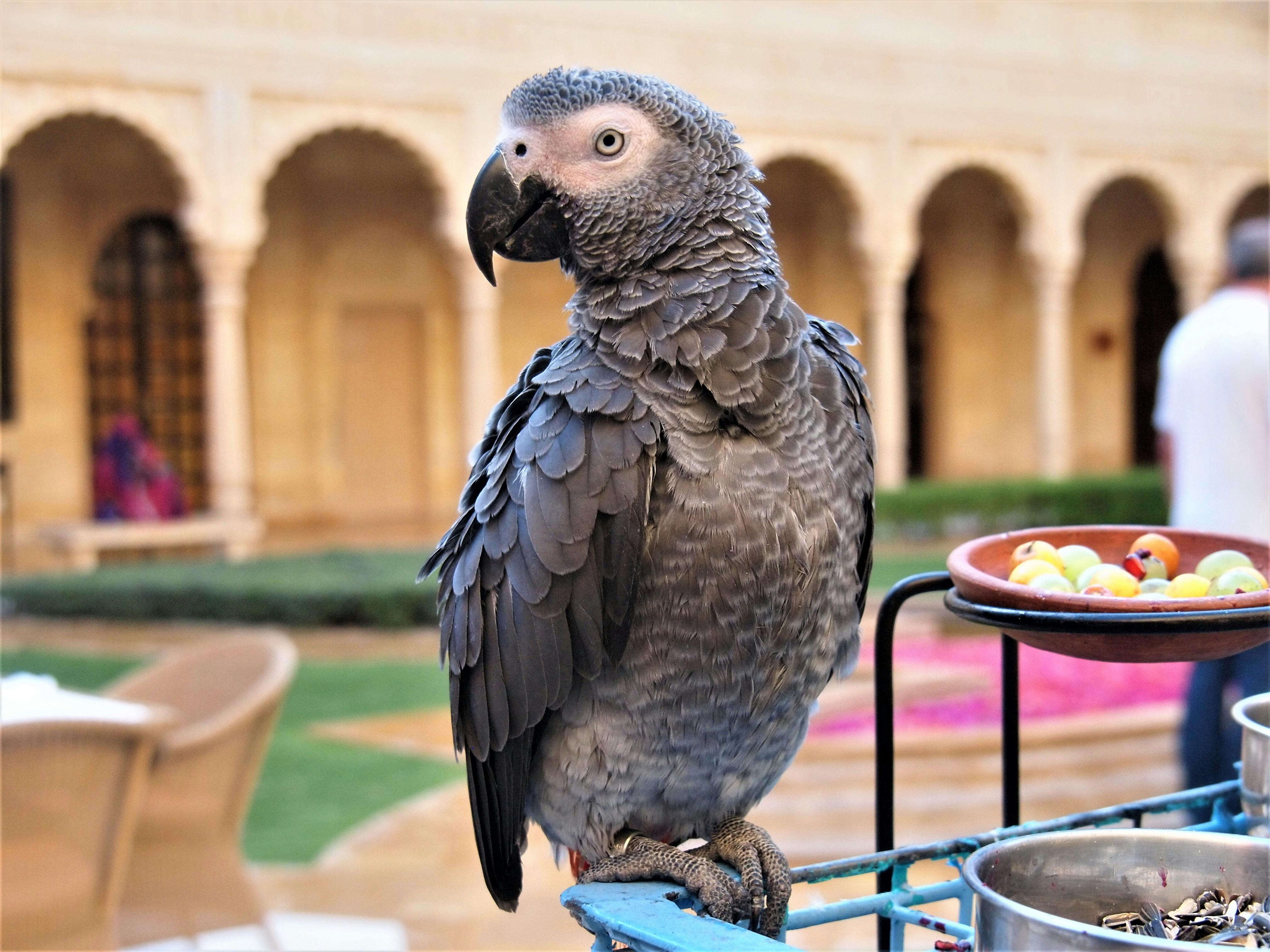 Healthy Grey Parrot