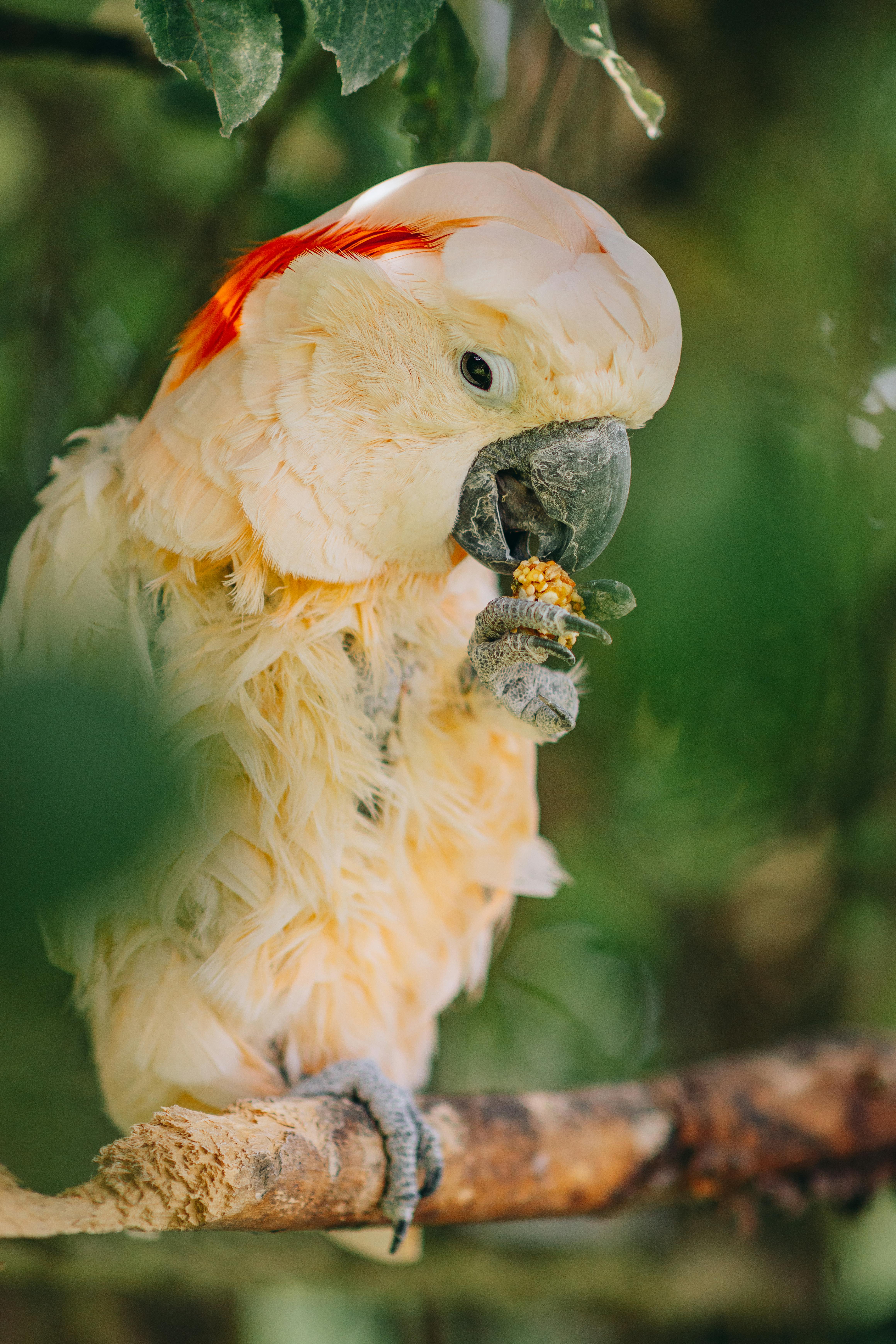 White Parrot